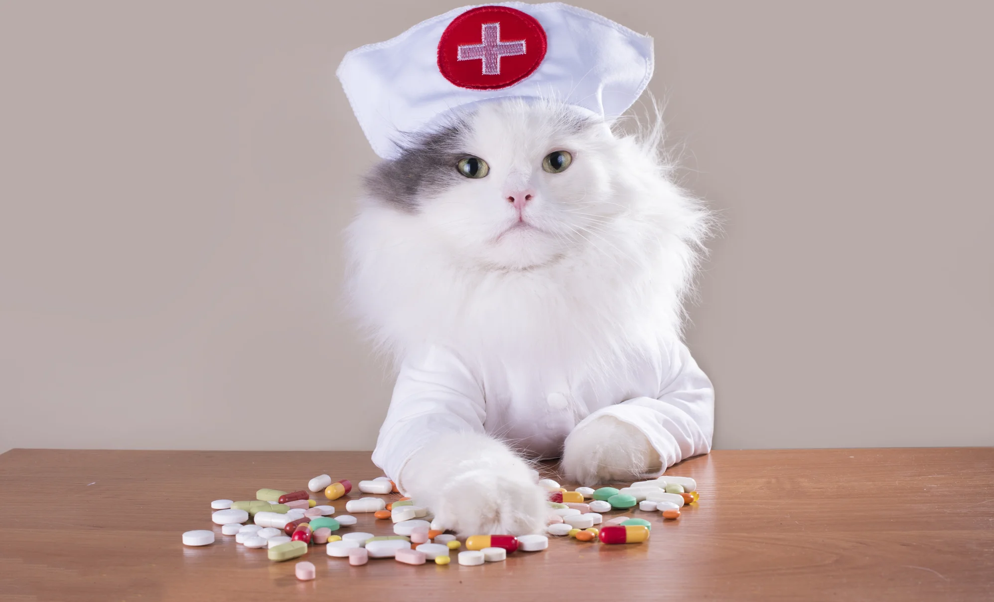 Котик врач арт